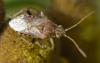 Stictopleurus sp.